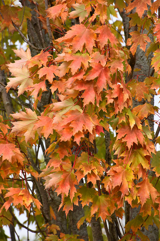 Armstrong Maple