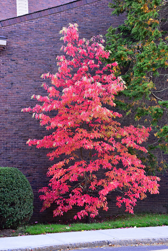Sourwood