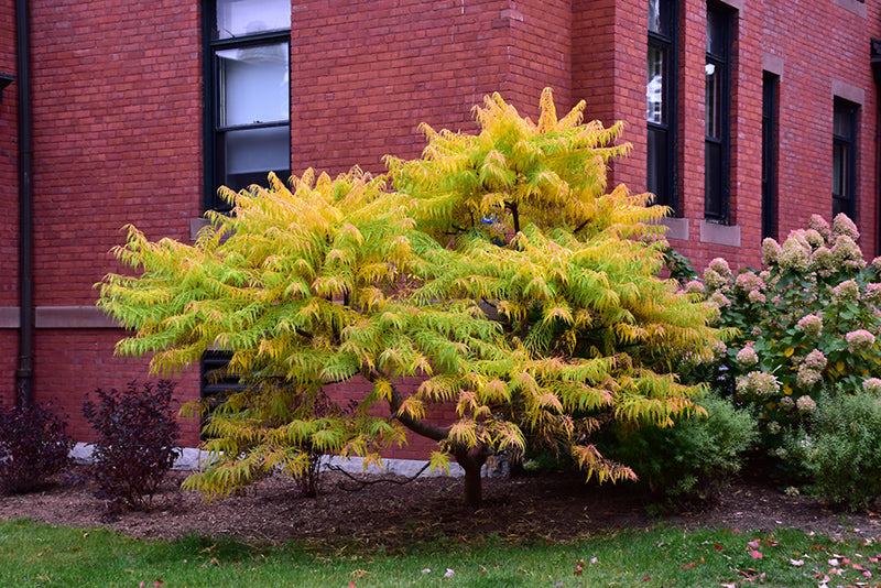 Tiger Eyes® Sumac