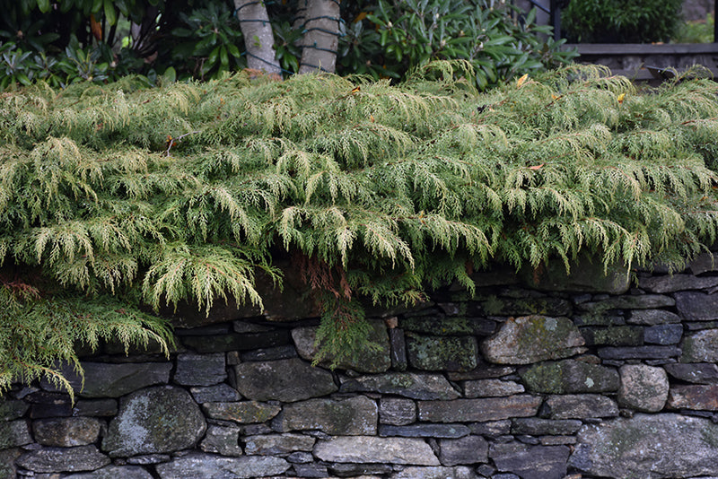 Russian-Cypress-2