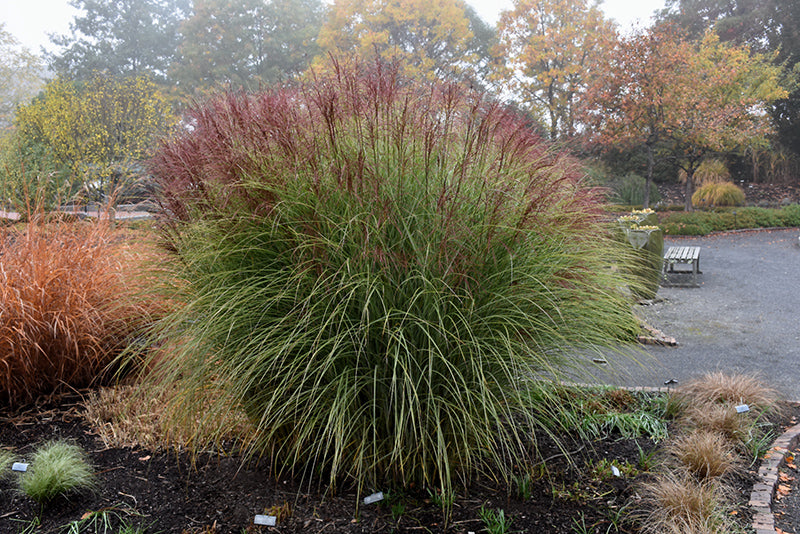 Morning-Light-Maiden-Grass