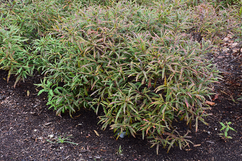 Sweet-Fern-(Comptonia-peregrina)-2