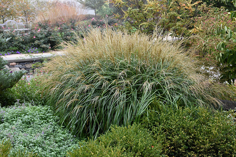 Adagio-Maiden-Grass