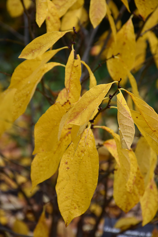 Northern-Spicebush