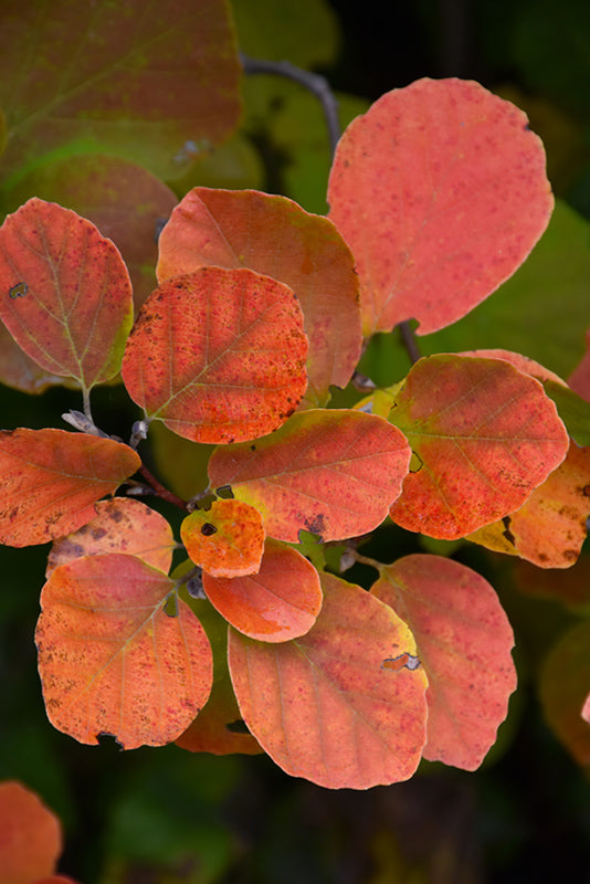 Dwarf-Fothergilla-2
