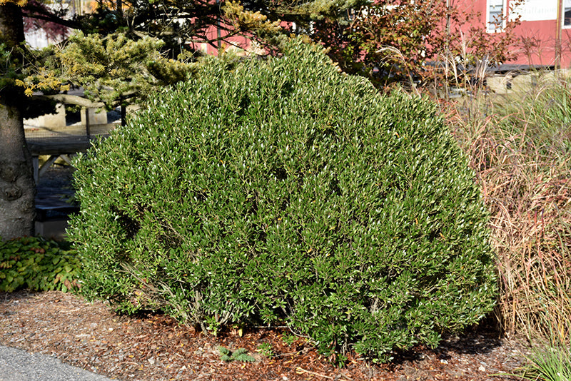 Shamrock-Inkberry-Holly