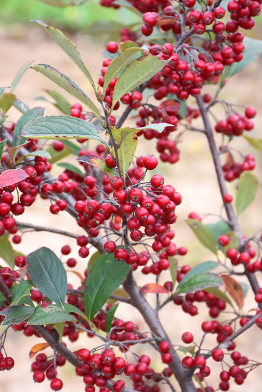 Brilliantissima-Red-Chokeberry