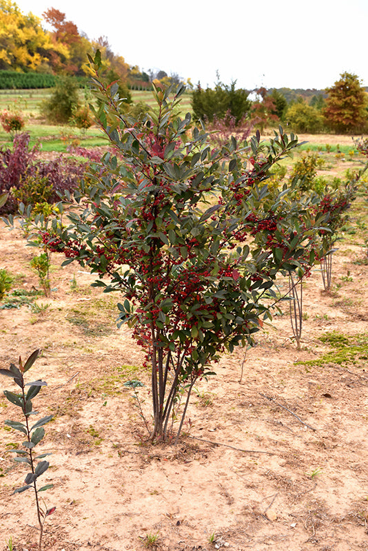 Berry Scape® Red Aronia