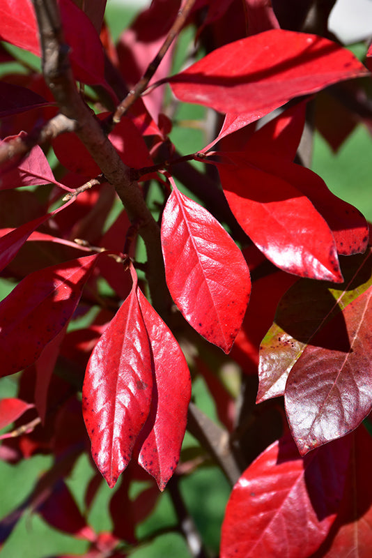Green Gable Black Gum