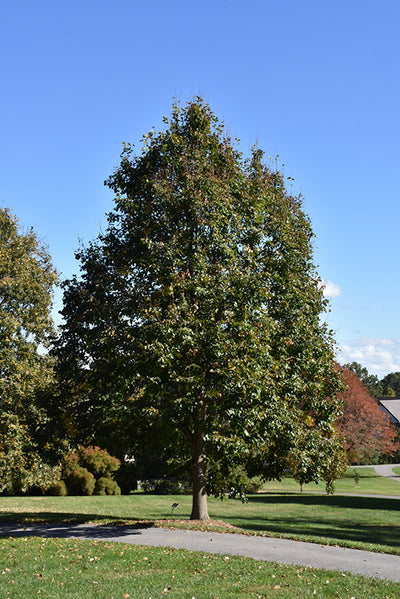 Redmond-Linden