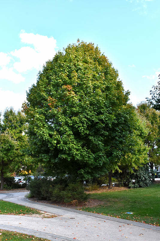 Legacy-Sugar-Maple
