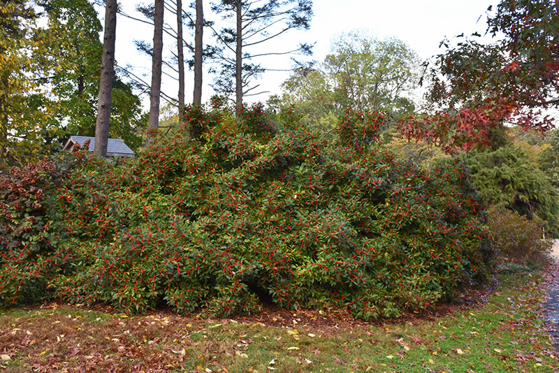 Winter Red Winterberry Holly