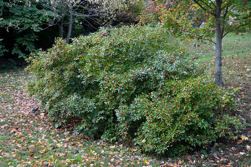 Red-Sprite-Winterberry-2