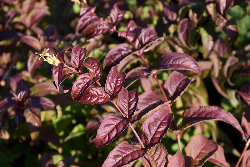 Kodiak® Black Bush Honeysuckle