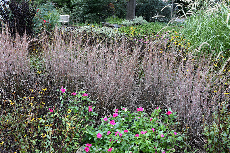 Standing-Ovation-Bluestem