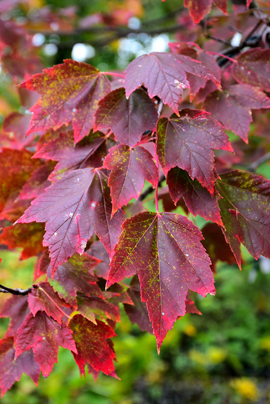 Red Sunset Red Maple