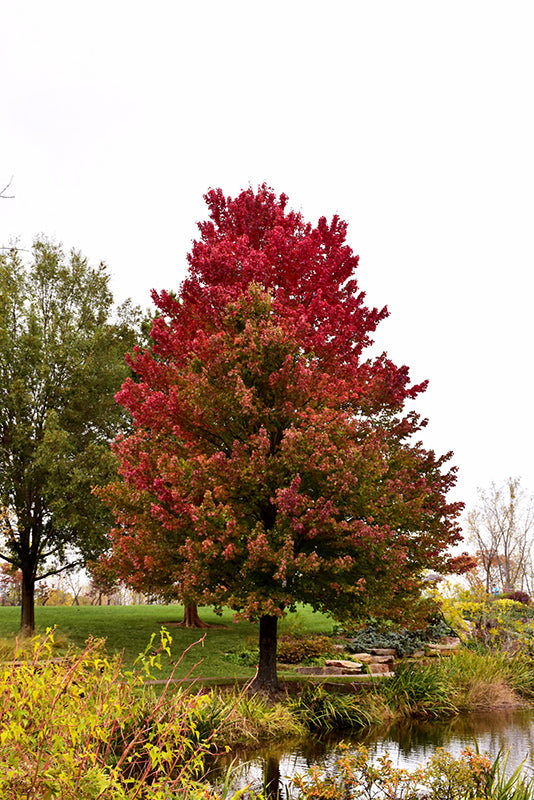 Red-Sunset®-Red-Maple