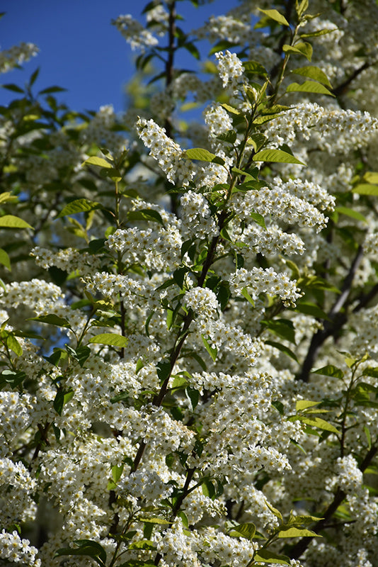 Canada Red Chokecherry