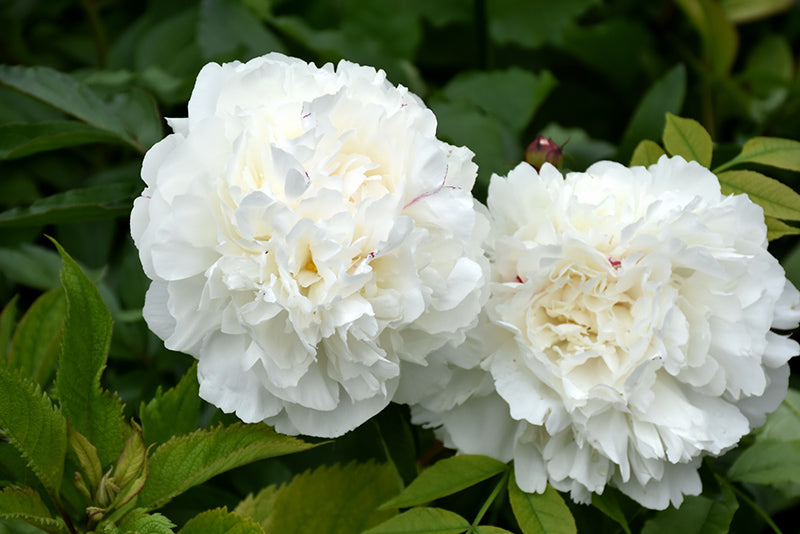 Duchesse-de-Nemours-Peony-(#2)