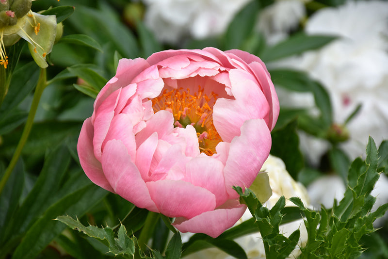 Coral-Charm-Peony