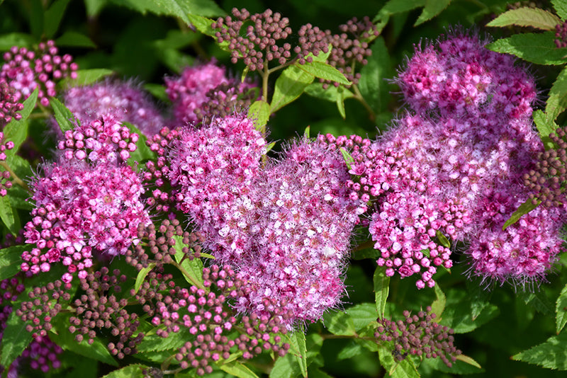 Anthony Waterer Spirea