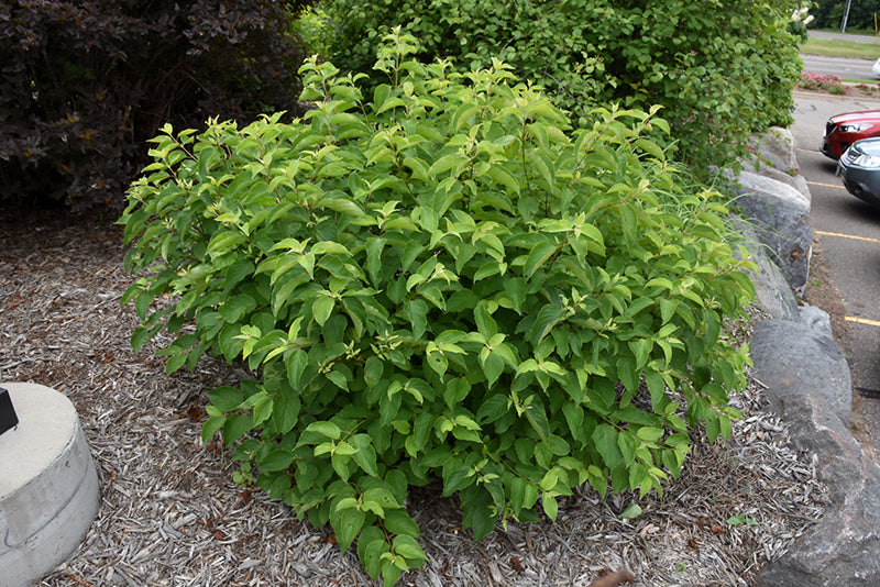Cayenne-Dogwood