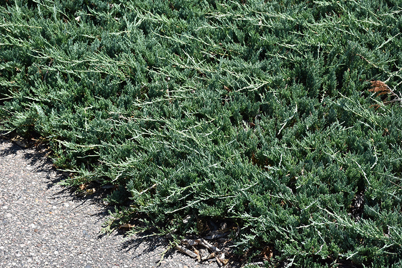 Bar-Harbor-Juniper-2