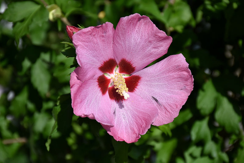 Aphrodite-Rose-of-Sharon