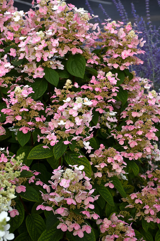 Quick-Fire®-Hydrangea