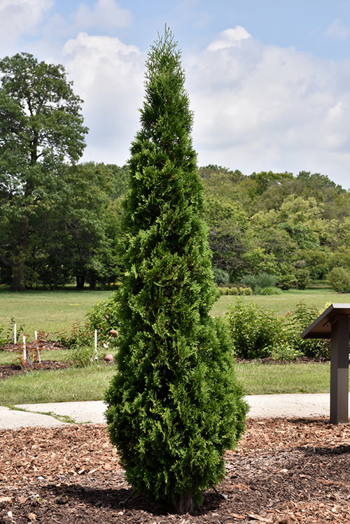 North Pole® Arborvitae