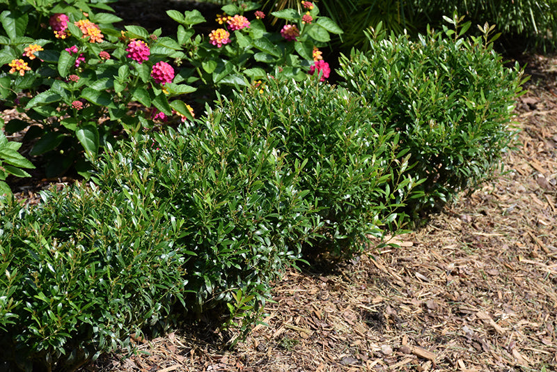 Gem-Box®-Inkberry-Holly