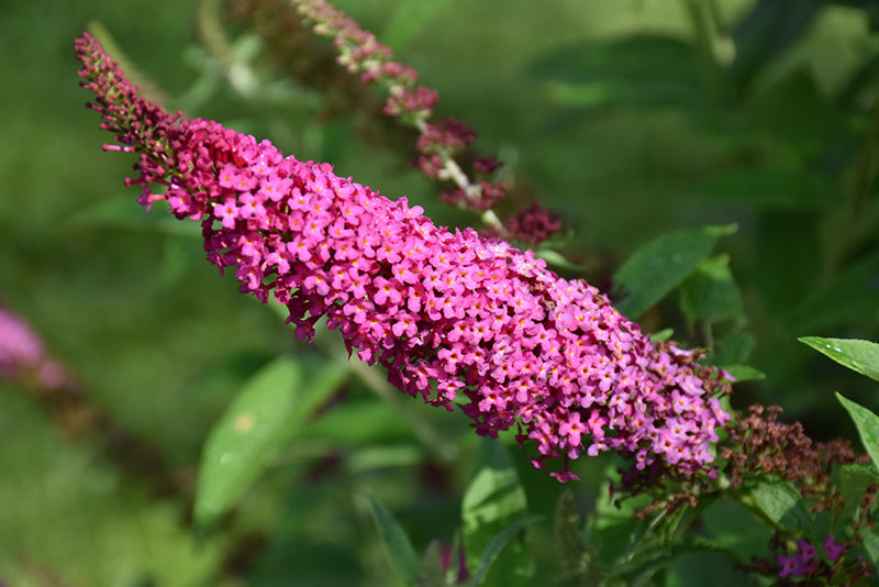 Miss-Molly-Butterfly-Bush