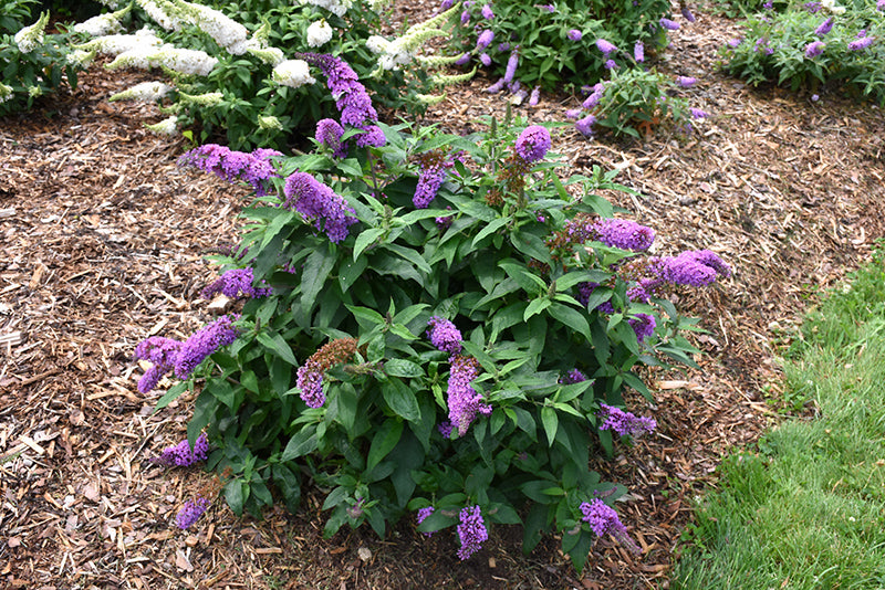 Pugster-Periwinkle®-Butterfly-Bush-2