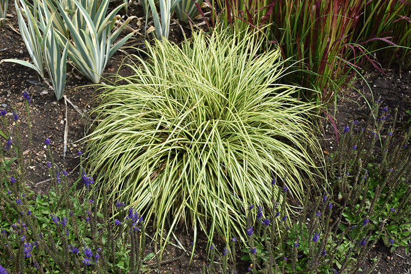 Evergold-Sedge