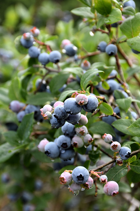 Bluejay Blueberry