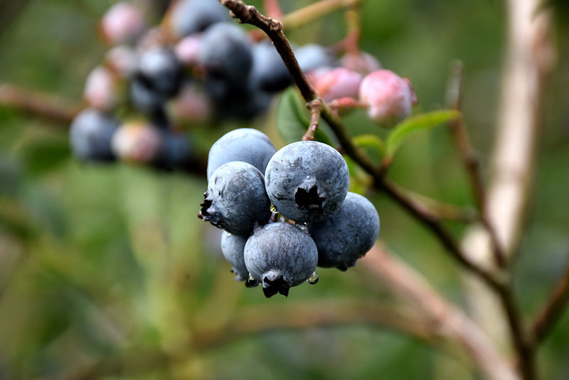 Chandler Blueberry
