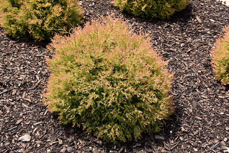 Fire-Chief™-Arborvitae