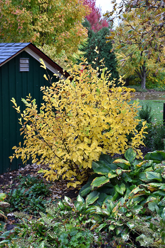 Vernal Witchhazel