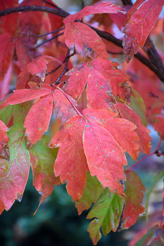Three Flowered Maple