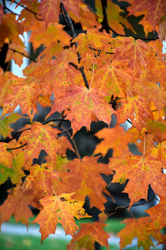Legacy® Sugar Maple