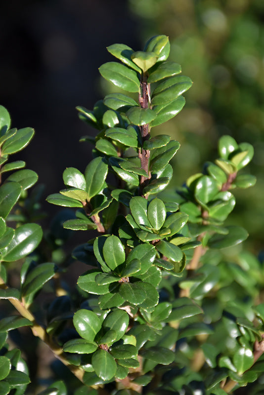 Steeds Japanese Holly