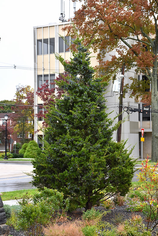 Emerald-Sentinel-Redcedar
