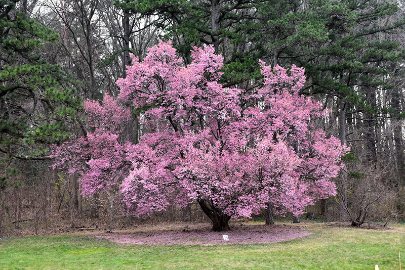 Okame-Cherry-Tree