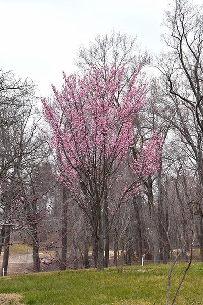 Columnar-Sargent-Cherry