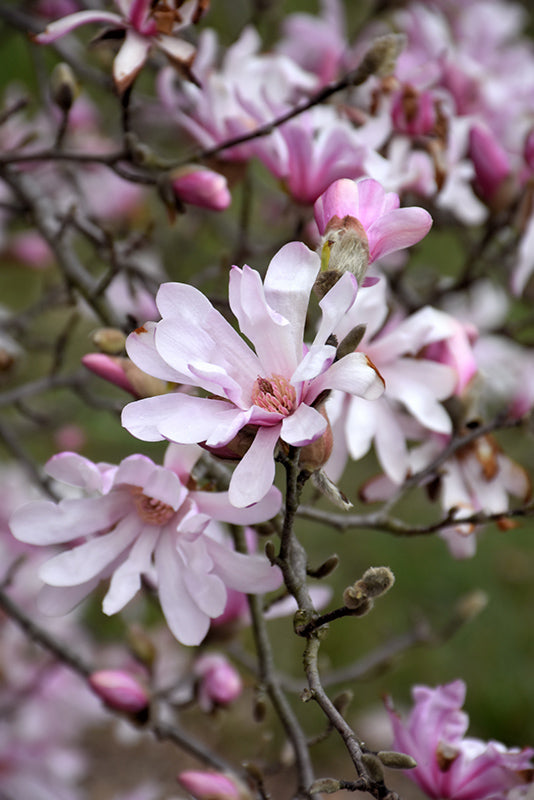 Leonard-Messel-Magnolia