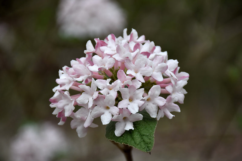 Spice Baby™ Koreanspice Viburnum