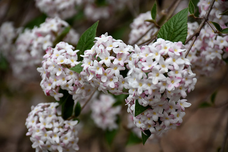 Spice-Baby™-Koreanspice-Viburnum