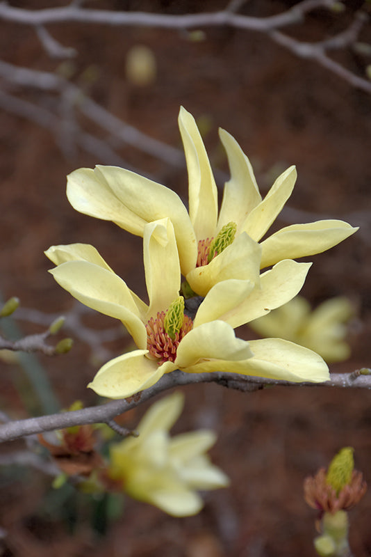 Yellow Bird Magnolia