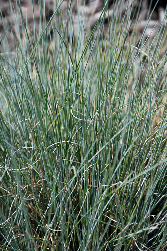 Boulder Blue Fescue