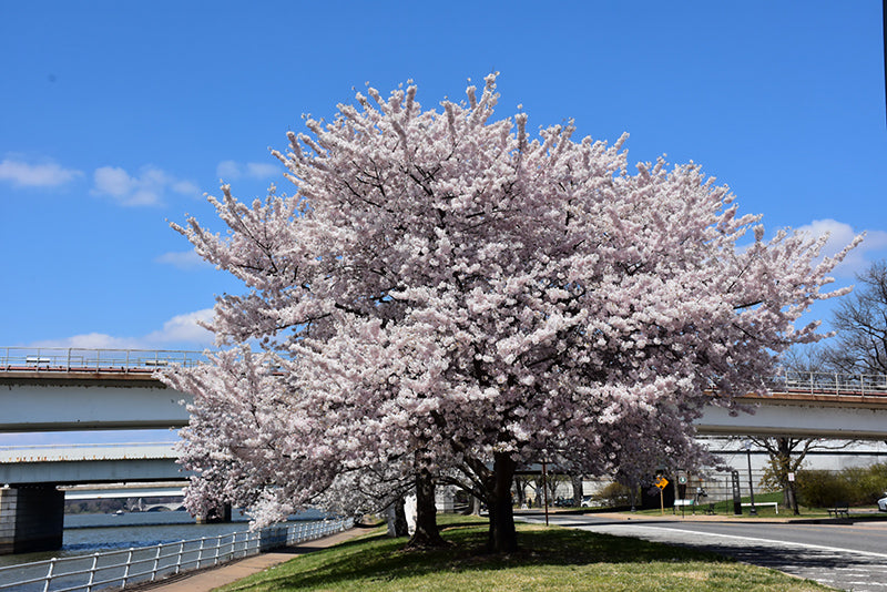 Akebono-Yoshino-Cherry